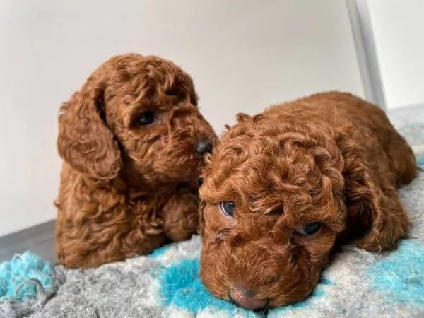 Regalo I barboncini: un mix perfetto di divertimento e morbidezza!