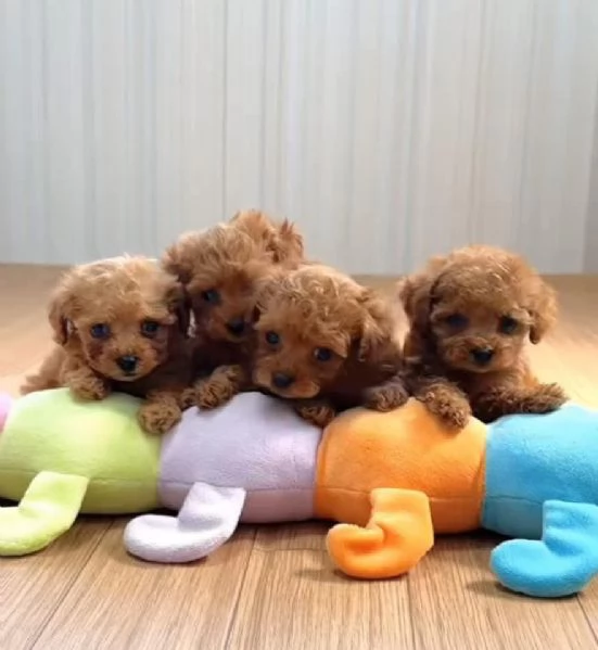 Regalo La bellezza incontra il cervello in questi barboncini adottabili!