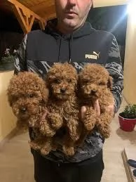 Incontra i nostri regalo barboncini!