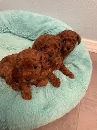 Regalo Disponibili cuccioli di barboncino con sovraccarico di carineria!