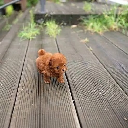 Regalo Barboncini: eleganza con un tocco giocoso 