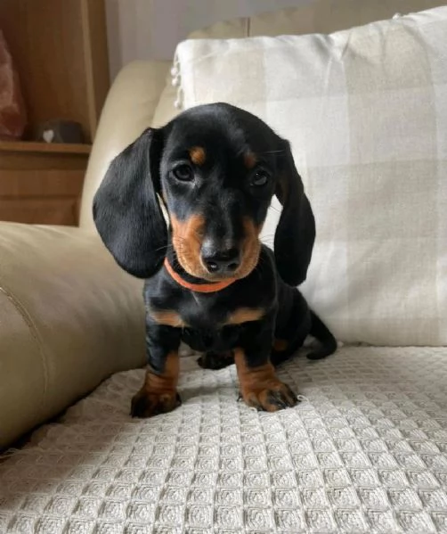 Cuccioli di bassotto disponibili. | Foto 1