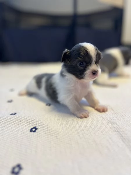 Cuccioli chihuahua | Foto 6