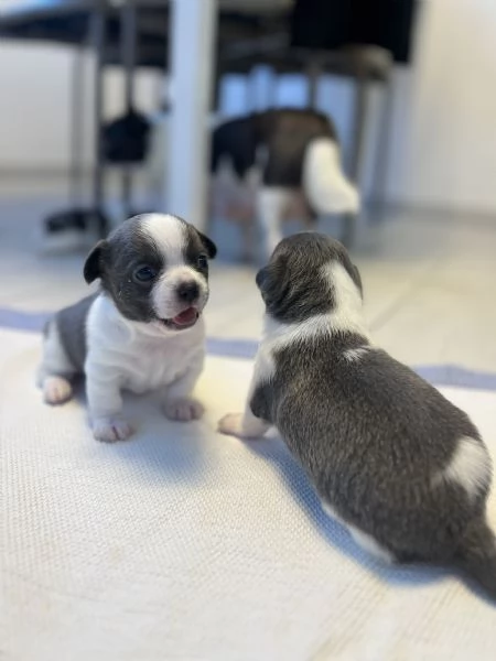 Cuccioli chihuahua | Foto 5