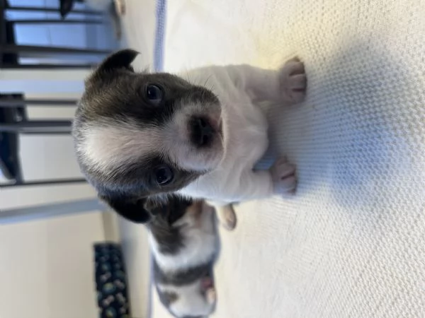 Cuccioli chihuahua | Foto 4