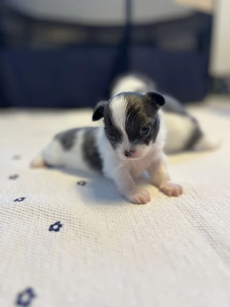 Cuccioli chihuahua | Foto 3