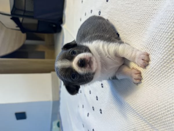 Cuccioli chihuahua | Foto 2