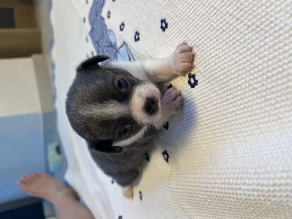 Cuccioli chihuahua | Foto 1