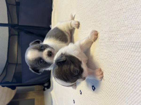 Cuccioli chihuahua | Foto 0