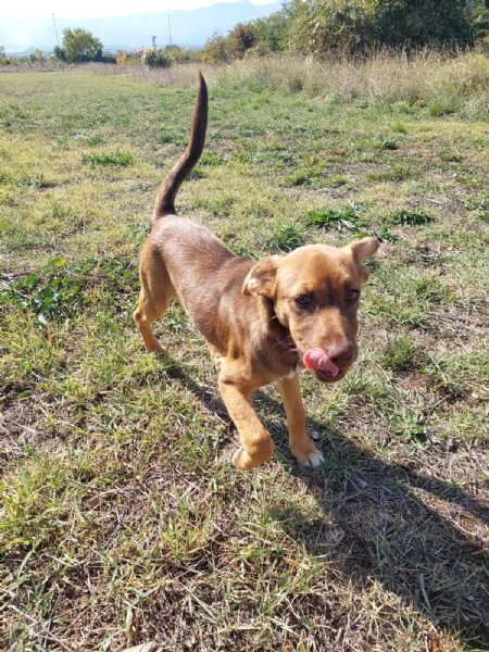 regalo cucciola dolcissima