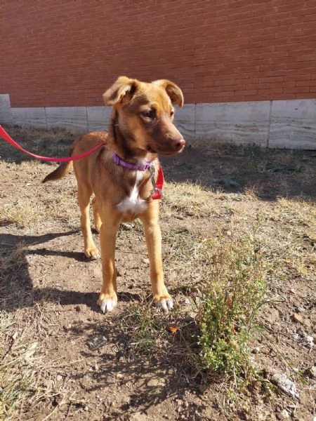 regalo cucciola dolcissima | Foto 1