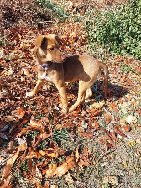 regalo cucciola dolcissima | Foto 0