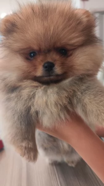 Vendo cuccioli di spitz tedesco nano