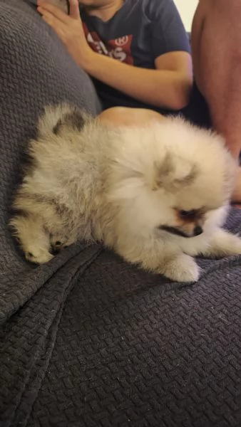 Vendo cuccioli di spitz tedesco nano | Foto 6