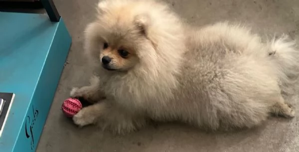 Vendo cuccioli di spitz tedesco nano | Foto 8