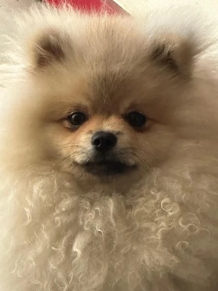 Vendo cuccioli di spitz tedesco nano | Foto 7