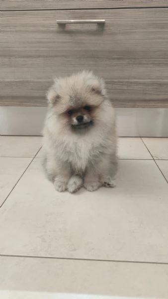 Vendo cuccioli di spitz tedesco nano | Foto 5