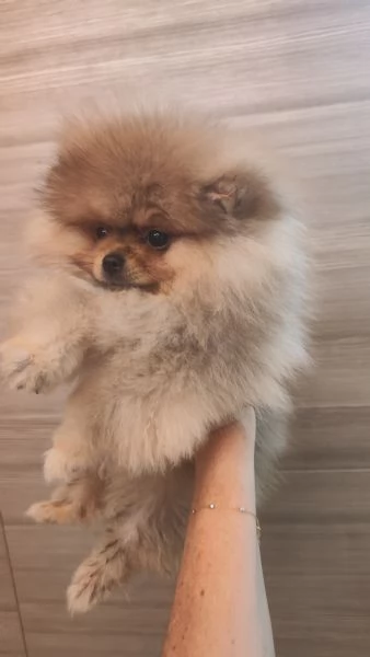 Vendo cuccioli di spitz tedesco nano | Foto 4