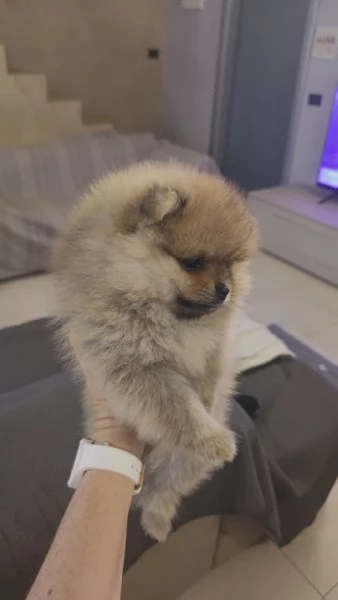 Vendo cuccioli di spitz tedesco nano | Foto 3