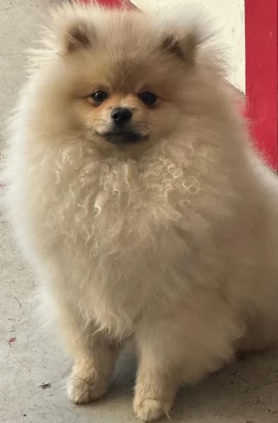 Vendo cuccioli di spitz tedesco nano | Foto 3
