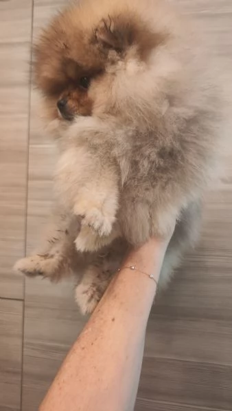 Vendo cuccioli di spitz tedesco nano | Foto 2