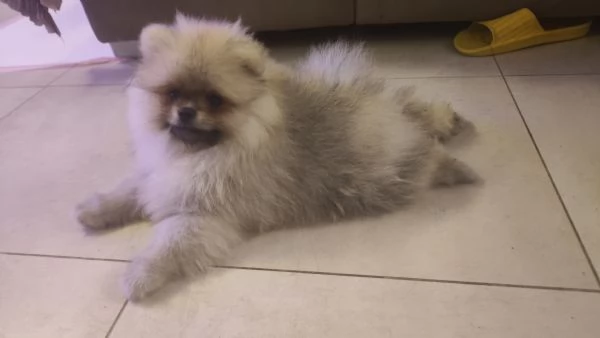 Vendo cuccioli di spitz tedesco nano | Foto 1