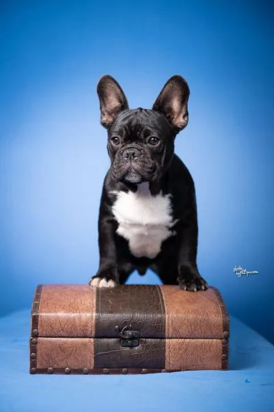 Bulldog Francese - Bellissimi cuccioli | Foto 6