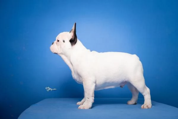 Bulldog Francese - Bellissimi cuccioli | Foto 5
