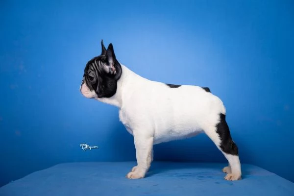 Bulldog Francese - Bellissimi cuccioli | Foto 4