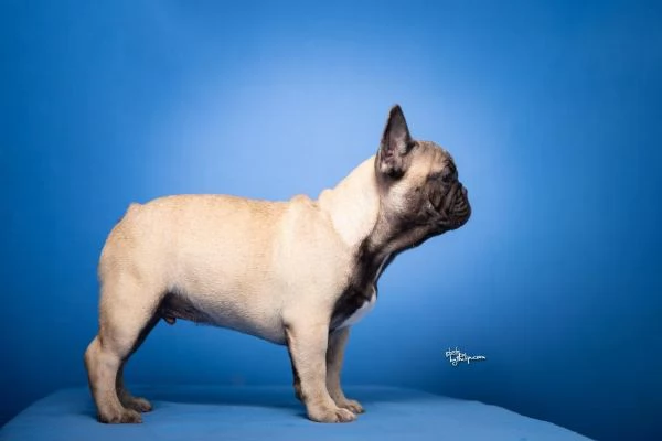 Bulldog Francese - Bellissimi cuccioli | Foto 3