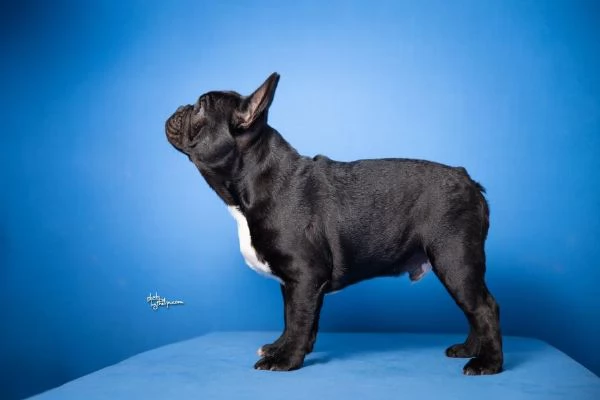 Bulldog Francese - Bellissimi cuccioli | Foto 2