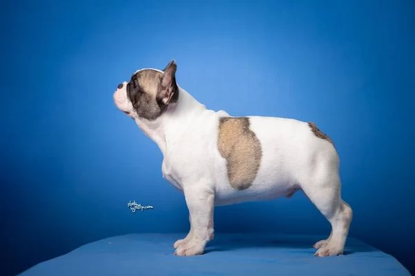 Bulldog Francese - Bellissimi cuccioli
