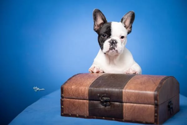 Bulldog Francese - Bellissimi cuccioli | Foto 1