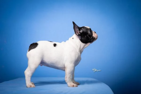 Bulldog Francese - Bellissimi cuccioli | Foto 0