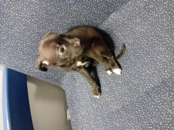 Vendo cuccioli di 2 mesi taglia media