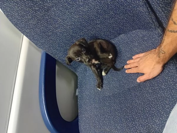 Vendo cuccioli di 2 mesi taglia media | Foto 0