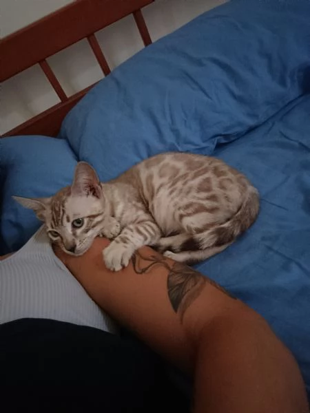 Gatto del bengala  | Foto 2