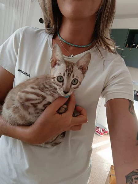 Gatto del bengala  | Foto 1