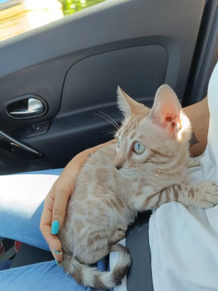Gatto del bengala  | Foto 0