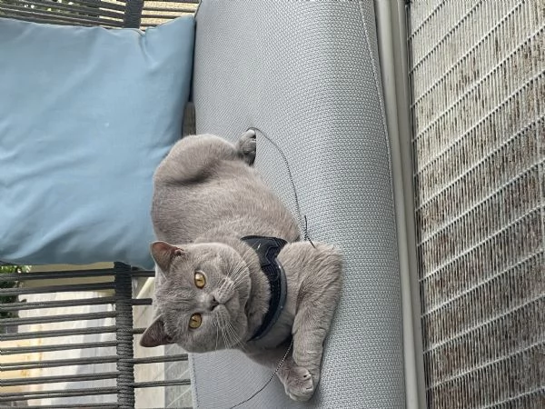 Gatto da monta  | Foto 6