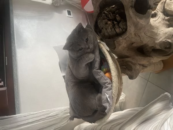 Gatto da monta  | Foto 5