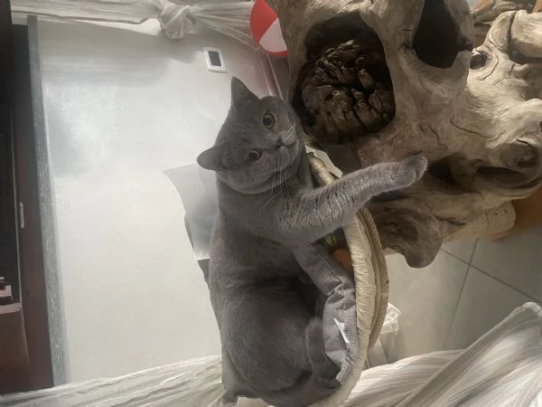 Gatto da monta  | Foto 4