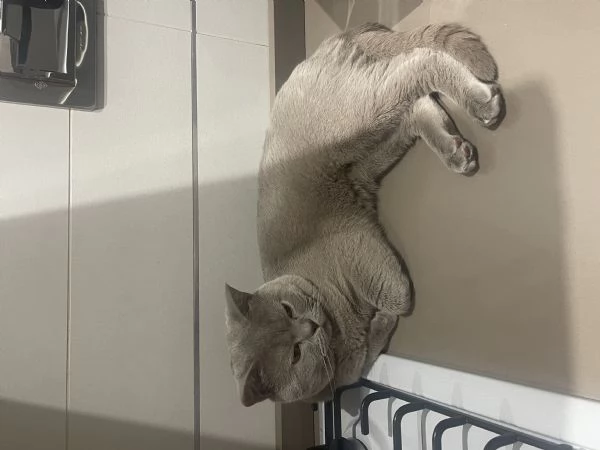 Gatto da monta  | Foto 2