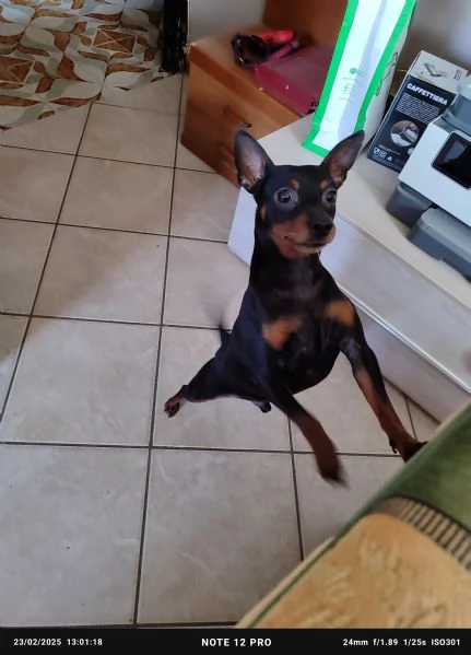 Regalo cane | Foto 0