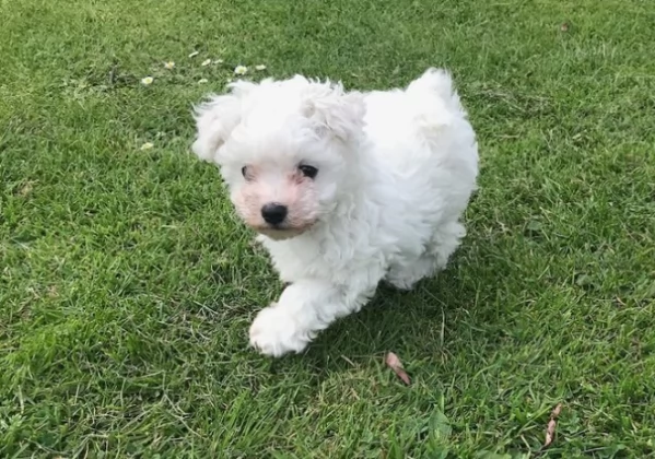 Dolcissimi cuccioli di bolognese