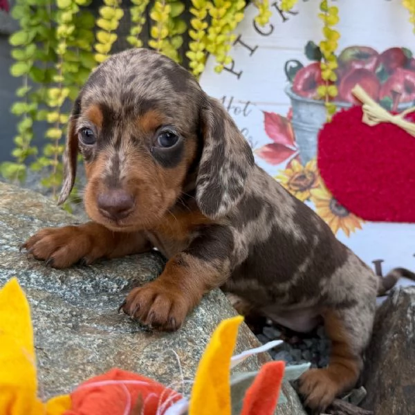 Bassotto femmina  | Foto 1