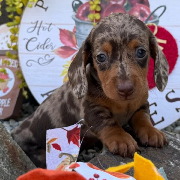 Bassotto femmina  | Foto 0