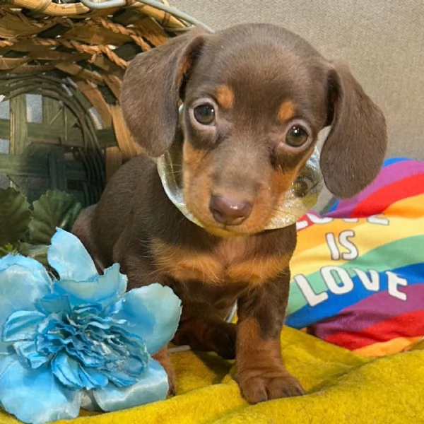 Bassotto femmina con un bellissimo