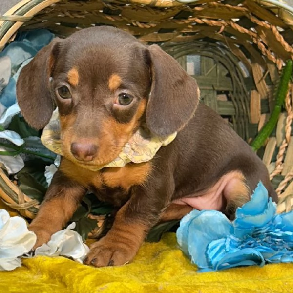 Bassotto femmina con un bellissimo | Foto 0