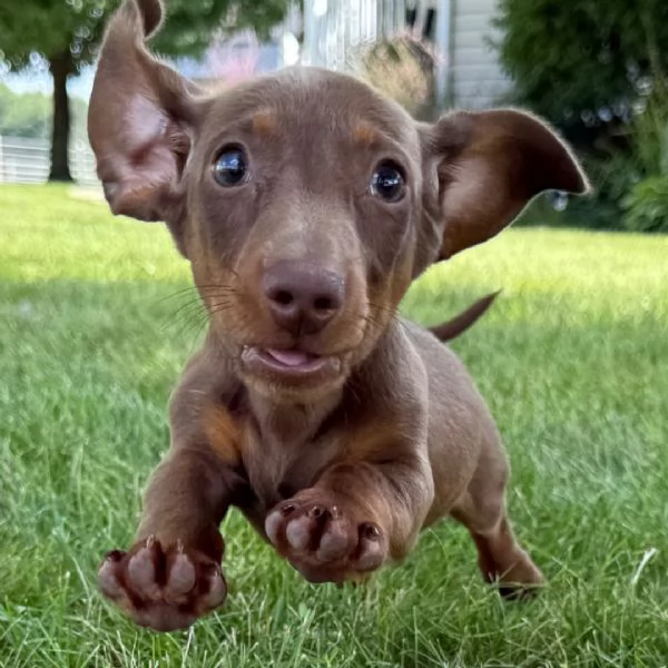 Bassotta  femmina  | Foto 1